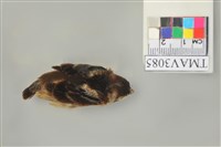 藏品(麻雀)的圖片